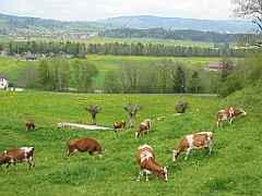 Suisse 18 - Vaches à Gruyères